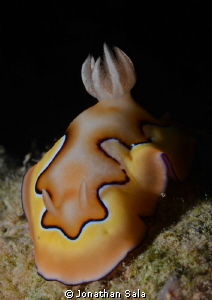 Chromodoris Coi, Malapasqua Island by Jonathan Sala 